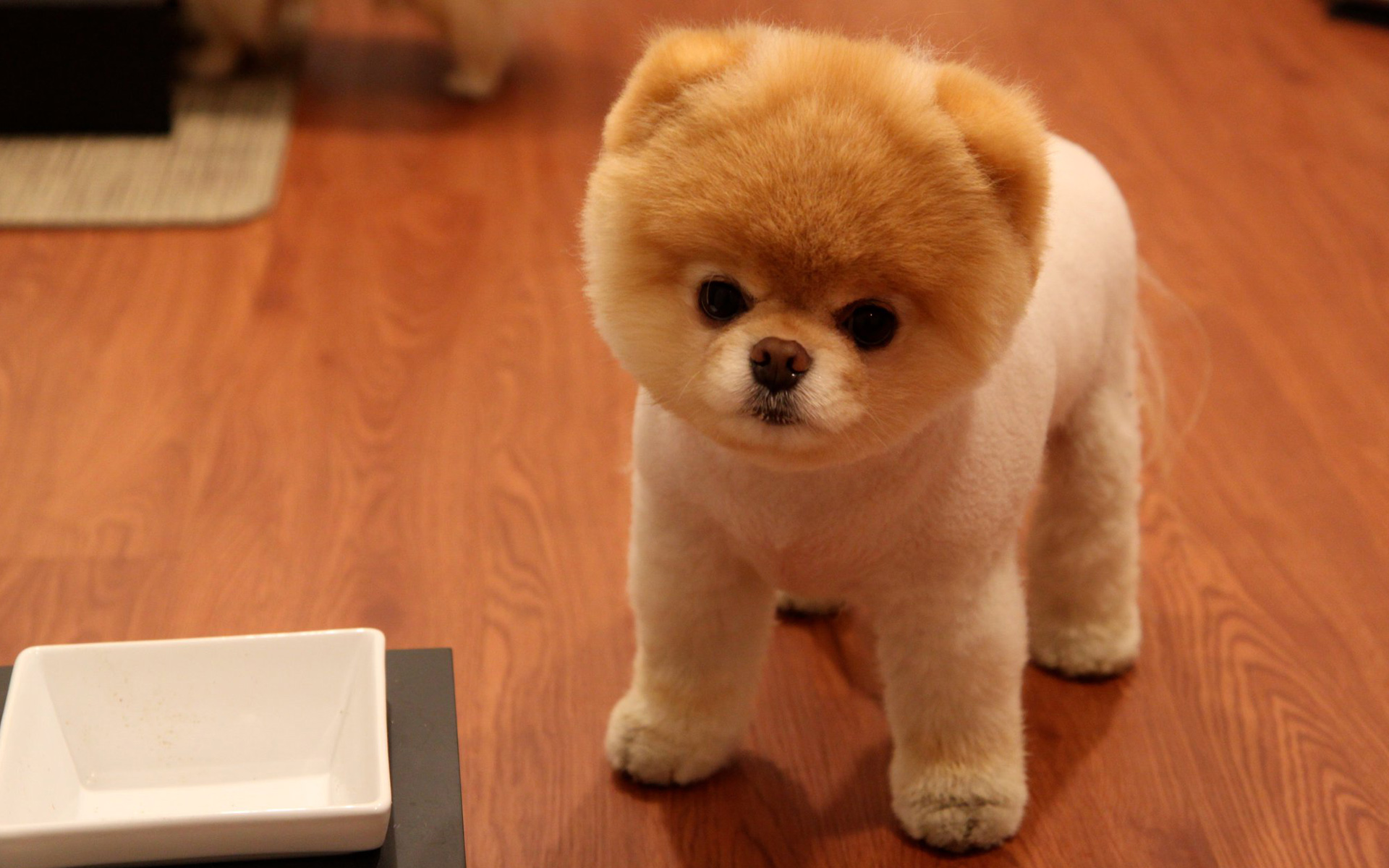 Cute Pomeranian Dog616845772